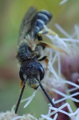 Halictus maculatus